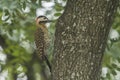 Cute woodpecker bird pecking a tree bark with a green natural background