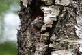 Cute Woodpecker bird peeking out