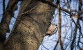 Cute woodpecker on the branch.