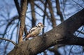 Cute woodpecker on the branch.