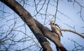 Cute woodpecker on the branch.