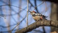 Cute woodpecker on the branch.