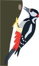 Cute woodpecker vector