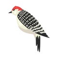 Cute Woodpecker Winter Bird, Beautiful Northern Birdie Vector Illustration