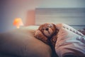 Cute wool teddy bear is lying in the bed Royalty Free Stock Photo