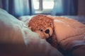 Cute wool teddy bear is lying in the bed Royalty Free Stock Photo