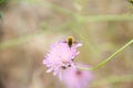 Cute woolly bee fly, Systoechus, sitting on pink flower. Royalty Free Stock Photo