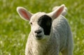 Cute woolly little white lamb with a black patch over one eye standing in the green meadow Royalty Free Stock Photo