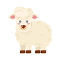 Cute woolly sheep
