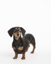 Cute worried dachshund dog looks up at empty withe space