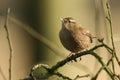 A sweet Wren, Troglodytes troglodytes,  perched on a branch in a tree. It is hunting for insects to eat. Royalty Free Stock Photo