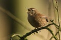 A cute Wren, Troglodytes troglodytes, singing perched on a branch in a tree. Royalty Free Stock Photo