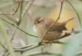 A beautiful Wren, Troglodytes troglodytes, perching in a thorn bush. It is searching around for insects to eat. Royalty Free Stock Photo