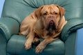 Cute wrinkled dog on arm-chair Royalty Free Stock Photo