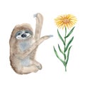 Cute xenarthra and xanthima flower isolated on white background. Watercolor hand drawn illustration. Perfect for cards Royalty Free Stock Photo