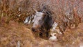 Cute yak with horns and white and grey fur grazing between thorny bushes near Thame, Himalayas, Nepal. Royalty Free Stock Photo