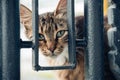 A cute yard cat walks along the fence and looks at the camera. Street photos