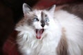 Cute yawning cat Royalty Free Stock Photo