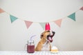 Cute yawning dog and her birthday treat in form of a festive cake and a drink. Cute puppy in a crown posing in decorated room wit Royalty Free Stock Photo