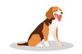 Cute yawning sleepy dog. Purebread beagle sitting and yawning.