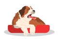 Cute yawning sleepy dog. Purebread saintbernar lying. Funny