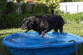 A cute 8 year old male black Rottweiler with a ball in his mouth gets inside a small inflatable pool at the backyard during the