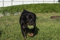 A cute 8 year old male black Rottweiler carries a ball in his mouth back to his owner during a game of fetch. At the backyard of