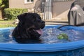 A cute 8 year old male black Rottweiler cools off and relaxes in a small inflatable swimming pool at the backyard during the