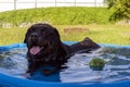 A cute 8 year old male black Rottweiler cools off and relaxes in a small inflatable swimming pool at the backyard during the
