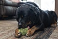 A cute 8 year old male Rottweiler dog lying in the living room gnawing on his favorite ball