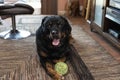 A cute 8 year old male Rottweiler dog lying in the living room with his favorite ball