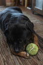 A cute 8 year old male Rottweiler dog resting in the living room with his favorite ball toy by his side