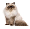 Cute 1 year old seal colourpoint persian cat Royalty Free Stock Photo