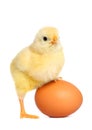 Cute yellow baby chick Royalty Free Stock Photo