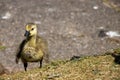 A cute yellow baby chick Royalty Free Stock Photo