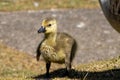 A cute yellow baby chick Royalty Free Stock Photo