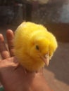 A cute yellow baby chick Royalty Free Stock Photo
