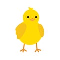 Cute yellow baby chicken for easter design. Little yellow cartoon chick. Vector illustration isolated on white Royalty Free Stock Photo