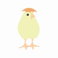 Cute yellow baby chicken vector cartoon image with eggshell hat Royalty Free Stock Photo