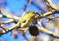 Cute yellow bird singing on the branch Royalty Free Stock Photo