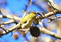 Cute yellow bird singing on the branch background Royalty Free Stock Photo