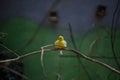 Cute yellow bird on a small branch