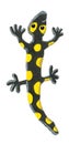 Cute yellow and black salamander climbs Royalty Free Stock Photo