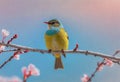 Cute yellow blue bird on a flowering tree branch in spring Royalty Free Stock Photo