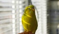 Cute yellow budgie parrot sits on a finger and looking at the camera Royalty Free Stock Photo