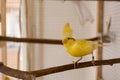 Canary stands on perch in a cage and playing Royalty Free Stock Photo