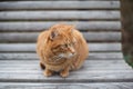 Cute yellow cat on the chair