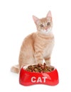 Cute yellow cat and feeding bowl with dry food on background. Lovely pet Royalty Free Stock Photo