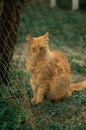 CUTE YELLOW CAT IN THE GRASS. Royalty Free Stock Photo