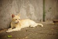 Cute yellow cat rest in summer near old stone fence Royalty Free Stock Photo